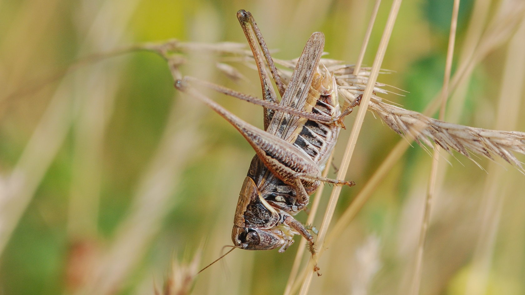 Die Steppen-Beißschrecke gilt jetzt als verschollen, mehr als 20 Jahre lang gab es keine Nachweise. Foto: Christian Roesti