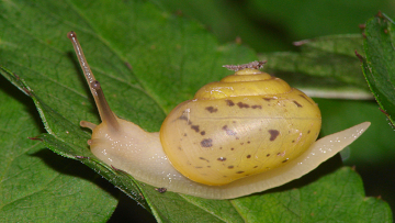 Die kleine Seiden-Haarschnecke (Trochulus sericeus) – ihr Gehäuse ist nur 5–7 mm hoch und 7–10 mm breit – lebt in Röhrichten, nassen Wäldern und Gebüschen. Sie gilt als ungefährdet. Foto: Ira Richling