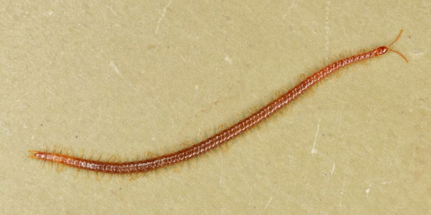 Strigamia maritima ist 20-40 mm lang und lebt an der Küste in Strandnähe im Gezeitenbereich.