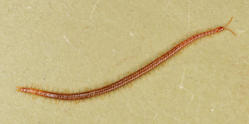 Strigamia maritima ist 20-40 mm lang und lebt an der Küste in Strandnähe im Gezeitenbereich.