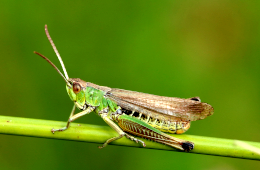 Der Sumpfgrashüpfer stand zuvor auf der Vorwarnliste und wurde jetzt als „gefährdet“ eingestuft. © Dominik Poniatowski