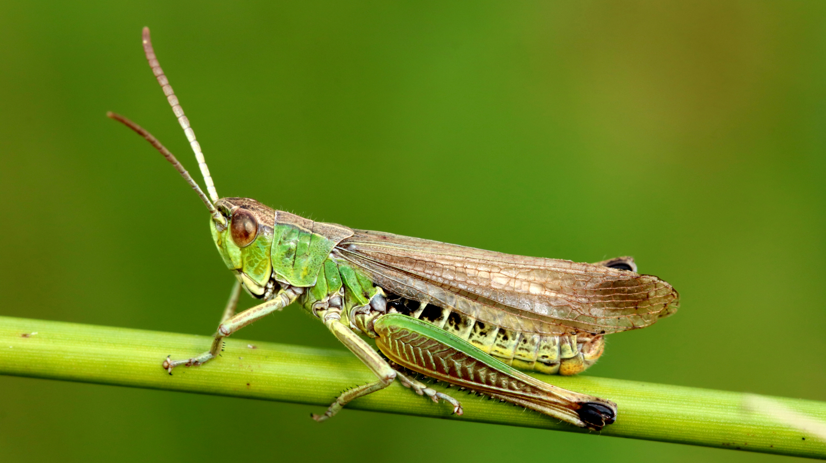 Der Sumpfgrashüpfer gilt jetzt als gefährdet. Foto: Dominik Poniatowski