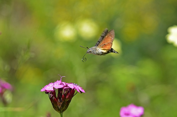 Taubenschwänzchen (Macroglossum stellatarum) im Anflug auf eine Blüte. Foto: Dr. Horst Schwabe.