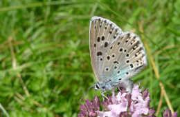 Der Thymian-Ameisenbläuling ernährt sich von Arznei-Thymian oder Gewöhnlichem Dost. © Foto: Dr. Steffen Caspari