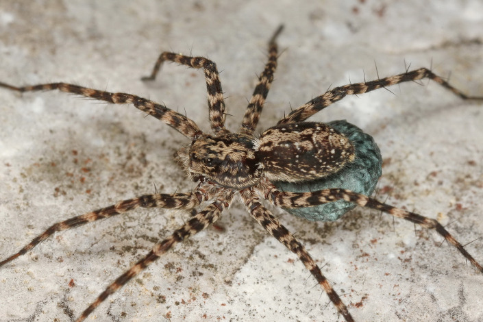 Der in Deutschland extrem seltene Totholz-Stachelwolf wird in der bundesweiten Roten Liste der Spinnen als stark gefährdet aufgeführt.
