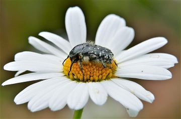 Trauer-Rosenkäfer. Foto: Dr. Günter Matzke-Hajek.
