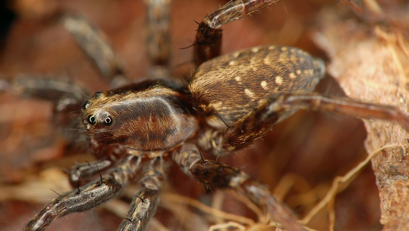 Ein Männchen des Trommelwolfs (Hygrolycosa rubrofasciata) schreitet im sonnenbeschienenen Bruchwald zur Balz. Foto: Dr. Joergen Lissner