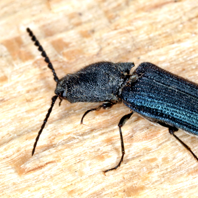 Der etwa 11 mm lange Veilchenblaue Wurzelhalsschnellkäfer ist aufgrund seiner blau-violett schimmernden Flügeldecken mit keiner anderen Schnellkäferart in Deutschland zu verwechseln. Foto: Frank Köhler