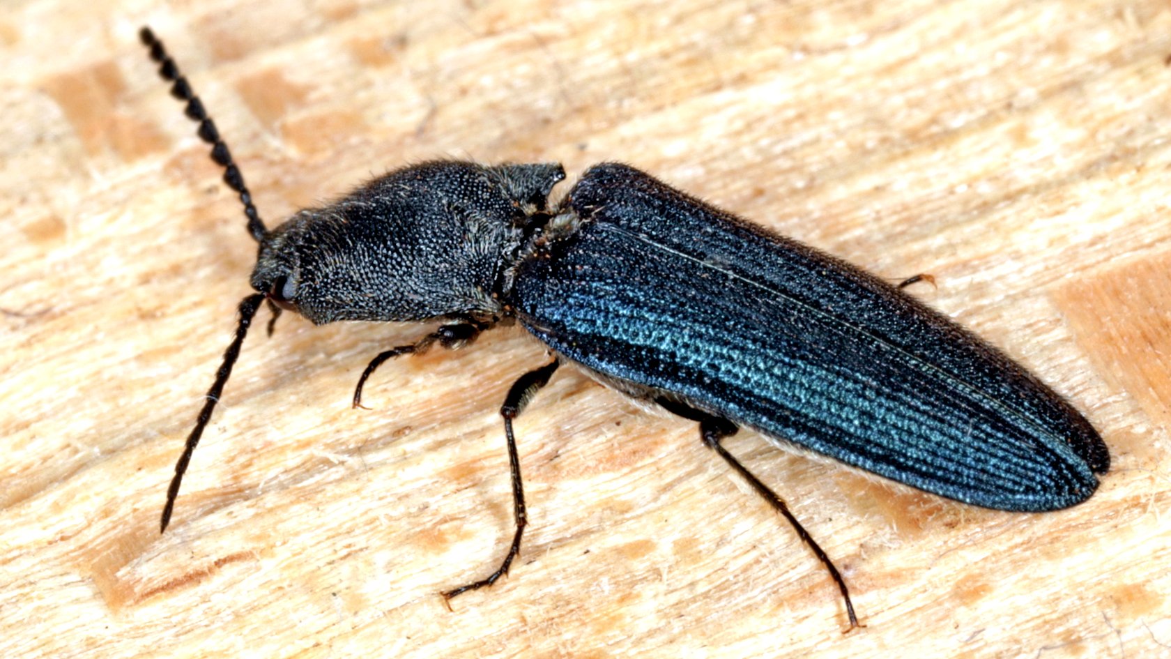 Der etwa 11 mm lange Veilchenblaue Wurzelhalsschnellkäfer ist aufgrund seiner blau-violett schimmernden Flügeldecken mit keiner anderen Schnellkäferart in Deutschland zu verwechseln. Foto: Frank Köhler