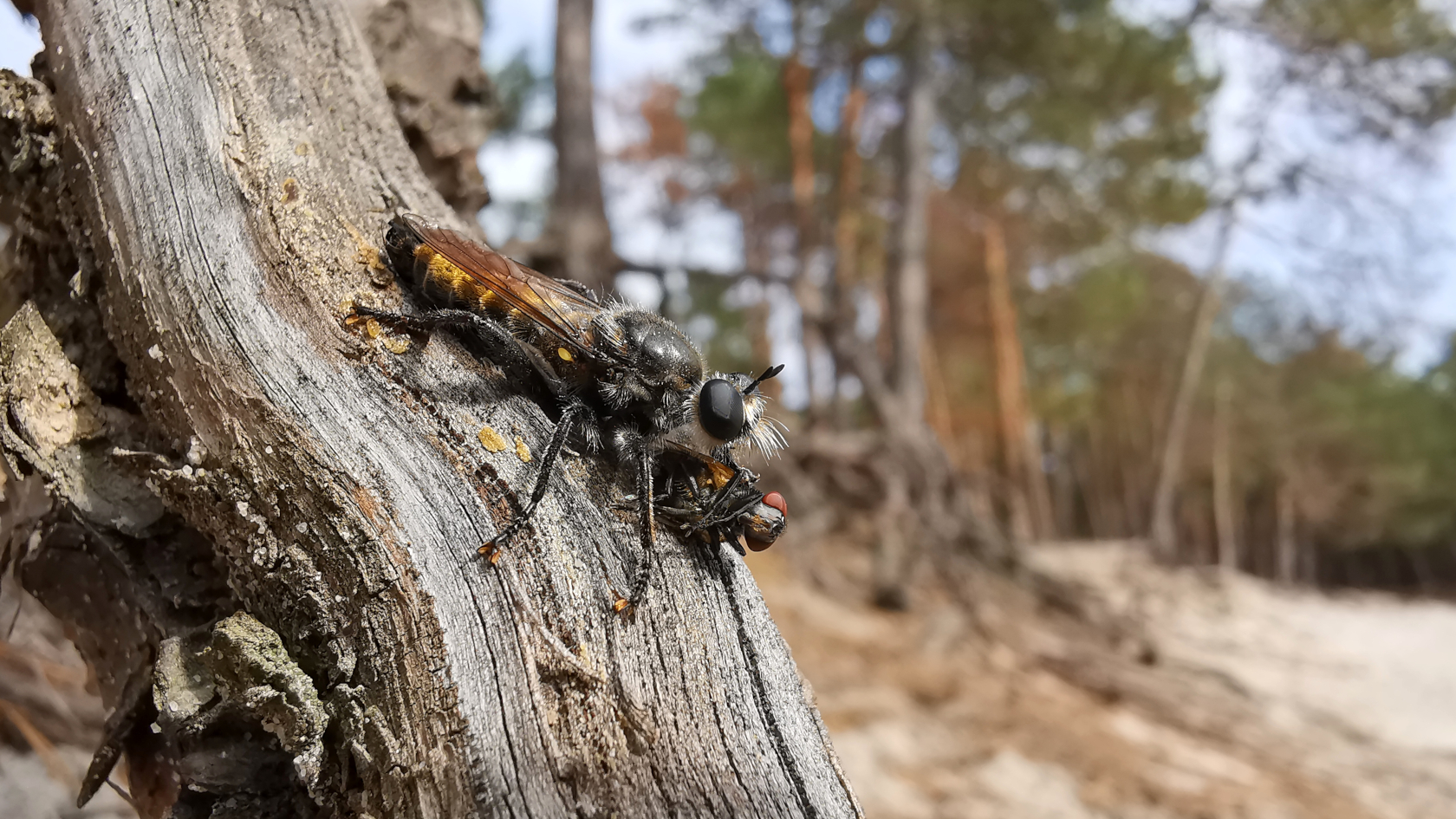 Die etwa 2 Zentimeter lange Zinnober-Mordfliege nutzt besonnte Stämme gern als Jagdansitz. Foto: Tommy Kästner