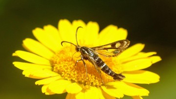 Der Zypressenwolfsmilch-Glasflügler (Chamaesphecia empiformis) ist laut Rote Liste noch ungefährdet.  Foto: Thomas Reinelt