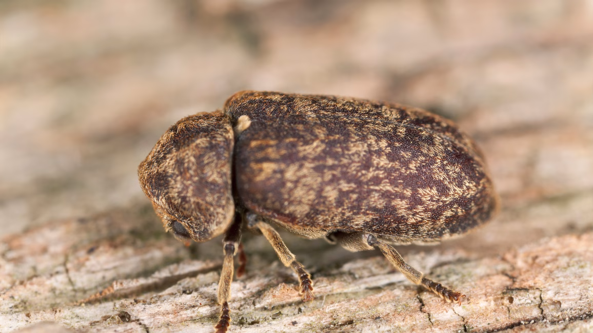 Die Totenuhr Xestobium rufovillosum: Das Ticken ist nur der Balzruf