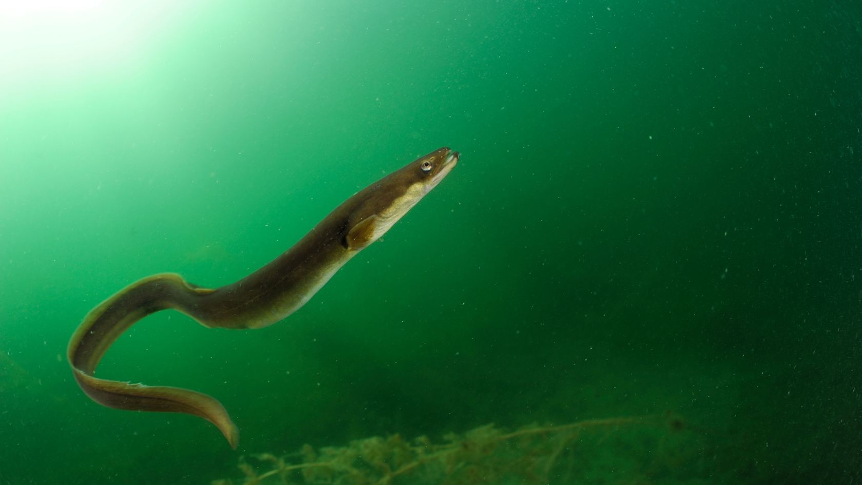 Deutschland ist in besonders hohem Maße für die weltweite Erhaltung des Europäischen Aals verantwortlich. Foto: Solvin Zankl