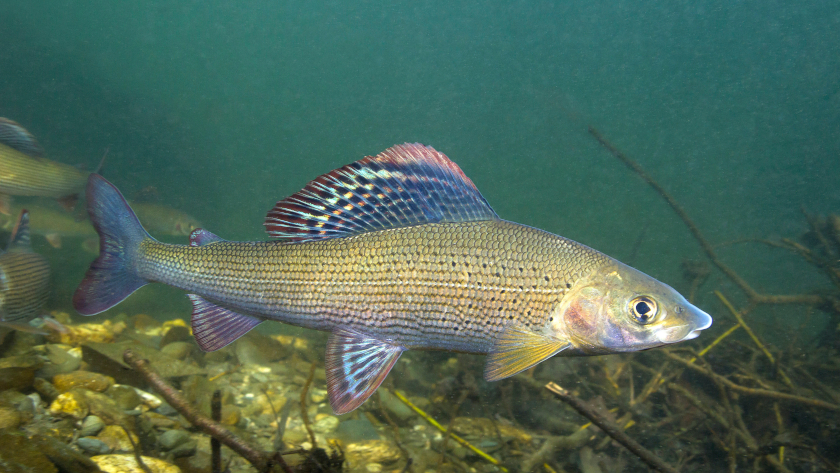 Äschen sind auf kühles, sauerstoffreiches und schnell fließendes Wasser angewiesen. Solche Gewässerabschnitte werden nach ihrem „Leitfisch“ als Äschenregion bezeichnet.  Foto: Rotislav/Adobe Stock
