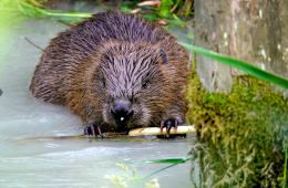 Der Europäische Biber ist Pflanzenfresser und nachtaktiv.  © Foto. Markus Brindl