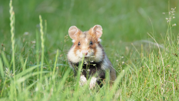 Ohne Schutz- und Hilfsmaßnahmen steht zu befürchten, dass der Feldhamster in absehbarer Zeit in Deutschland aussterben wird. Foto: David/Stock.adobe.com