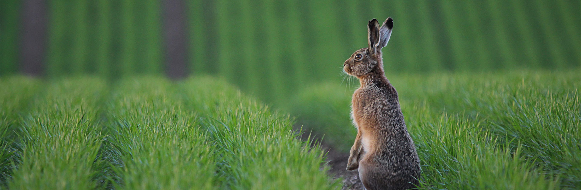 Einst ein Gewinner der Kulturlandschaft, gehört der Feldhase (Lepus europaeus) heute in Deutschland zu den gefährdeten Arten. Foto: Andreas Nowack.