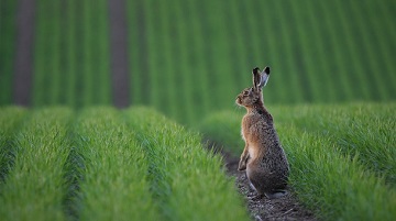 Feldhase. Foto: Andreas Nowack.