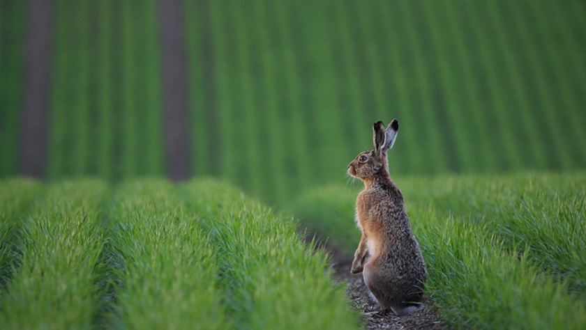 Feldhase auf bewirtschaftetem Acker.