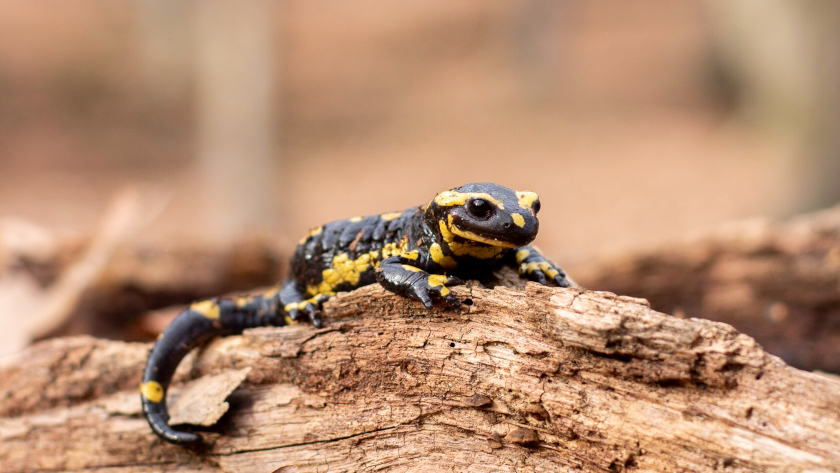 Feuersalamander bevorzugen naturnahe Laub- und Mischwälder im Mittelgebirge, mit kleinen Bächen oder Tümpeln. Foto: Miriam Lindenmeier
