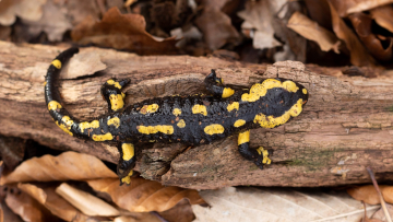 Der Feuersalamander steht auf der Vorwarnliste. Deutschland ist für ihn in hohem Maße verantwortlich. Foto: Miriam Lindenmeier