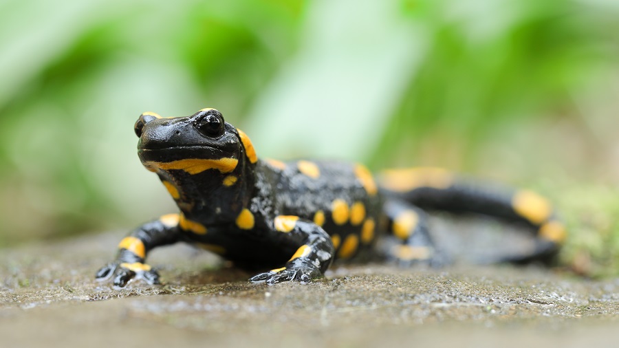 Feuersalamander (Salamandra salamandra). Foto: Mirko Paric.