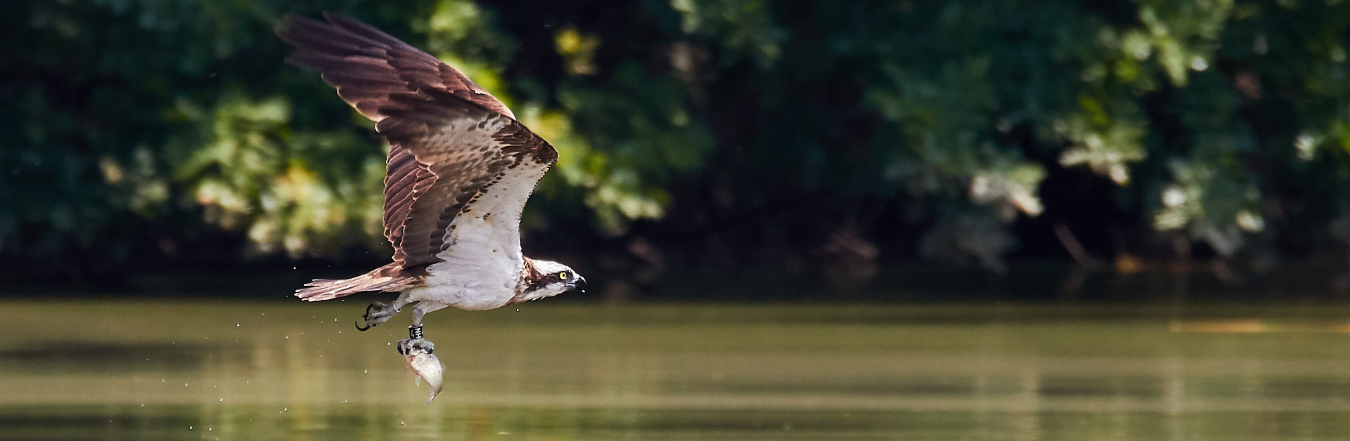 Der Fischadler (Pandion haliaetus) ist in Deutschland laut Bundesnaturschutzgesetz „streng geschützt“. Foto: Johannes Karich.