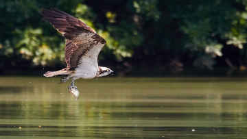 Fischadler mit Beute. 