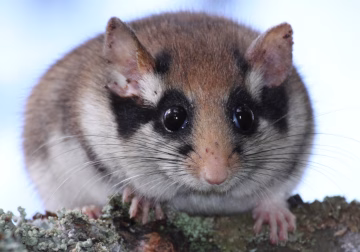 Während der Gartenschläfer (Eliomys quercinus) in einigen Teilen von Rheinland-Pfalz, Hessen, Nordrhein-Westfalen und Baden-Württemberg als Kulturfolger auftritt, lebt die Art im Osten Deutschlands in den Hochlagen der Mittelgebirge. Europaweit ist ein starker Bestandsrückgang dieser kontrastreich gefärbten Schlafmaus festzustellen, Gründe hierfür sind nicht bekannt. In Deutschland ist er „stark gefährdet“.
