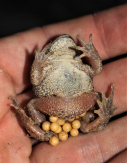 Die kleine Geburtshelferkröte wird selten größer als 5 cm. Hier ein Männchen mit Eipaket. Foto: Dr. Ulrich Schulte
