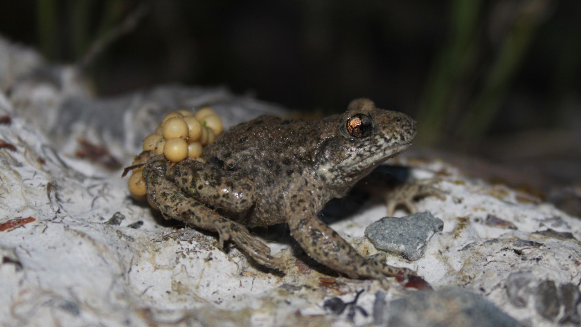 Die Geburtshelferkröte ist nach Bundesnaturschutzgesetz „streng geschützt“ und steht auch europaweit unter Schutz (FFH-Richtlinie, Anhang IV).  Foto: Dr. Ulrich Schulte
