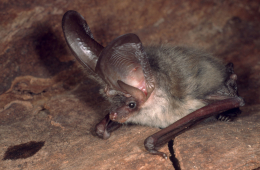 Auffälligstes Merkmal des Grauen Langohrs (Plecotus austriacus) sind seine fast körperlangen Ohrmuscheln. 