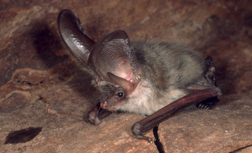 Auffälligstes Merkmal des Grauen Langohrs (Plecotus austriacus) sind seine fast körperlangen Ohrmuscheln. In Deutschland ist diese Fledermausart vom Aussterben bedroht. Foto: Dr. Bernd Stein. 
