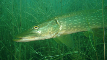 Ufernahe Wasserpflanzen, beispielsweise Laichkraut-Arten (Potamogeton), gehören zu den wichtigsten Lebensraumstrukturen für Hechte. Foto: Stephanie Friedrich