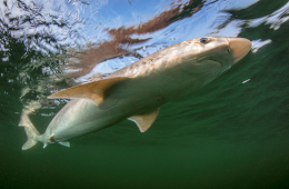 Die Gefährdung des Hundshais hat zugenommen, er ist aktuell vom Aussterben bedroht. © Foto: Christian Howe