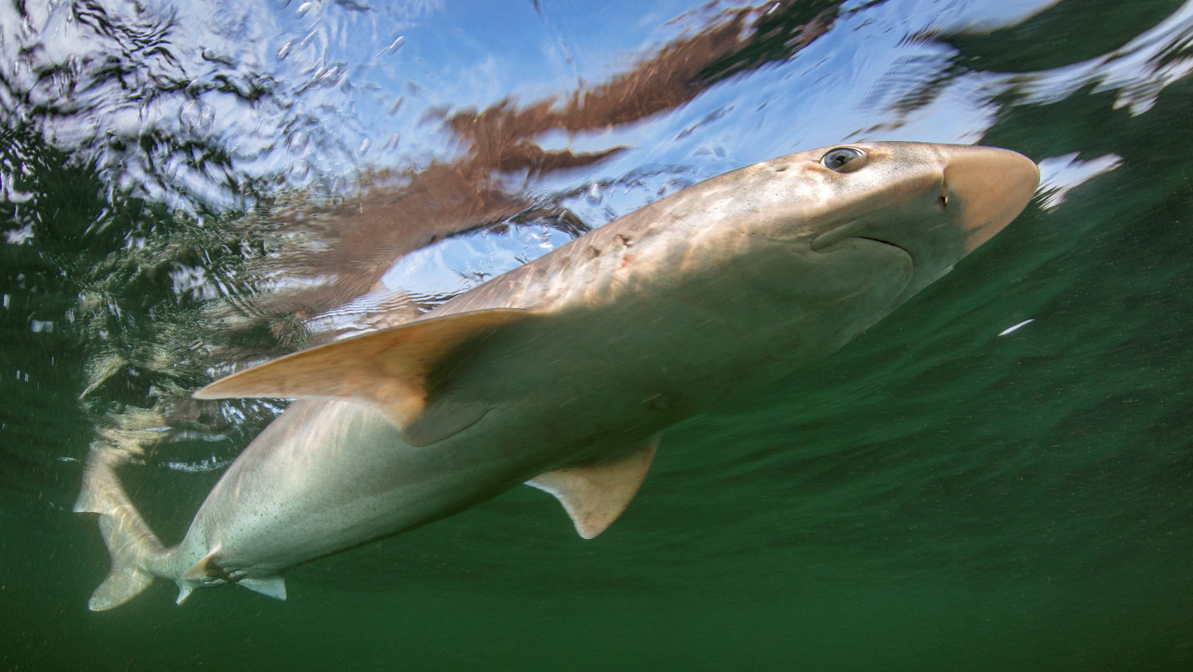 Die Gefährdung des Hundshais hat zugenommen, er ist aktuell vom Aussterben bedroht. Foto: Christian Howe
