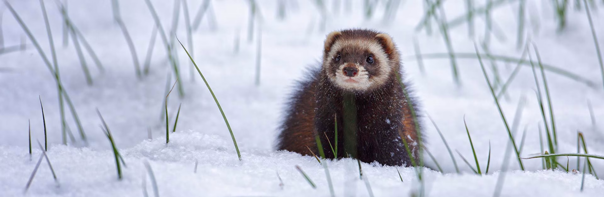 Iltisse besetzen keine festen Reviere. Je nach Ausstattung des Lebensraums und Nahrungsangebot legen sie täglich bis zu 4 km zurück. Der Iltis (Mustela putorius) ist in Deutschland gefährdet. Foto: Steffen Spänig.