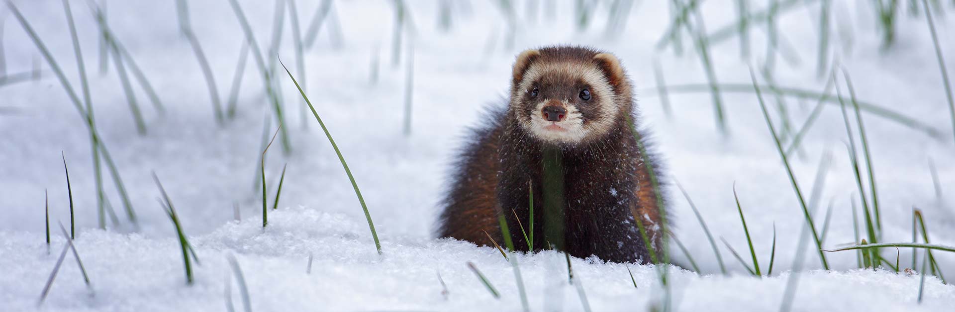 Iltisse besetzen keine festen Reviere. Je nach Ausstattung des Lebensraums und Nahrungsangebot legen sie täglich bis zu 4 km zurück. Der Iltis (Mustela putorius) ist in Deutschland gefährdet. Foto: Steffen Spänig.