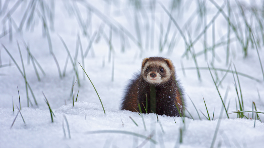 Iltisse besetzen keine festen Reviere. Je nach Ausstattung des Lebensraums und Nahrungsangebot legen sie täglich bis zu 4 km zurück.  Foto: Steffen Spänig.