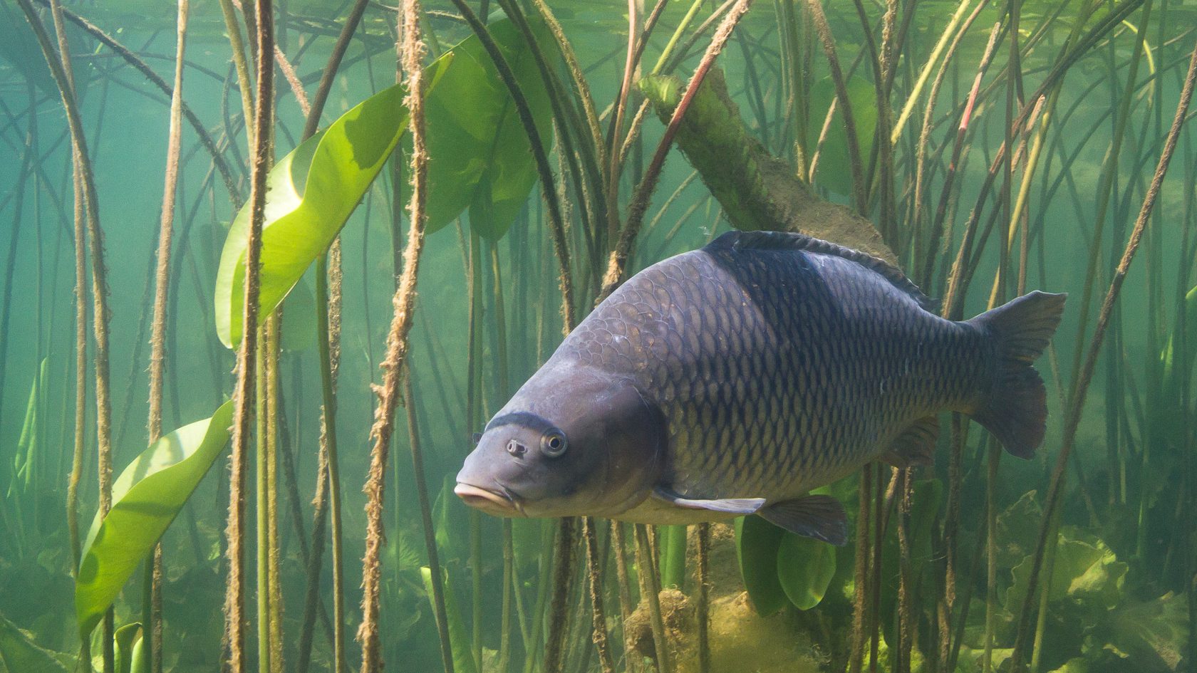 In unseren Gewässern lebt überwiegend eine stark domestizierte Form des Karpfens. Foto: Rotislav/Adobe Stock
