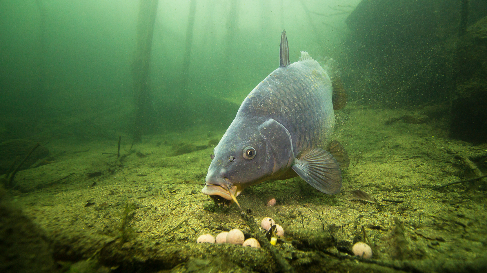 Domestizierte Karpfen sind in vielen Flüssen, Seen und Weihern in Deutschland zu finden, sie werden von Anglern und Anglerinnen oft mit energiereichen „Boilies“ gefüttert. Foto: Rotislav/Adobe Stock   