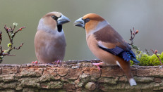 Im Gespräch: Kernbeißer-Weibchen  und Kernbeißer-Männchen (rechts). Foto: Heinz Buls.