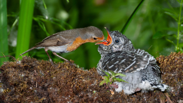 Diesem Rotkehlchen wurde ein Kuckuckskind „untergeschoben“. Foto: J.C.Salvadores /Adobe Stock