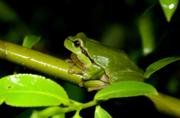 Der Laubfrosch ist als 