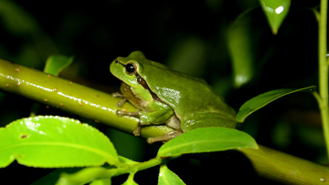 Gefährdet: der Laubfrosch. (Foto: Ulrich Schulte)