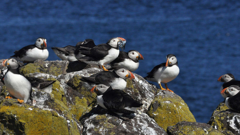 Papageitaucher auf der Isle of May, Schottland. Foto: Dr. Hannes Petrischak