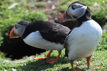 Beginn der Brutsaison: Dieses Paar begutachtet im April eine Bruthöhle auf Skomer Island, Wales.