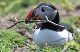 Dieser Papageitaucher hat Nistmaterial für seine Bruthöhle gesammelt. Foto: Hannes Petrischak