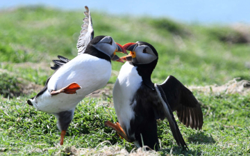 Wenn Drohgebärden, bei denen der geöffnete Schnabel präsentiert wird, nicht ausreichen, können die sonst so friedfertigen Papageitaucher auch um eine Höhle kämpfen.