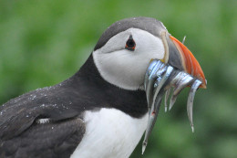 Nahrung für den Nachwuchs: Mit einem Schnabel voller Sandaale ist dieser Papageitaucher auf Inner Farne (England) gelandet.